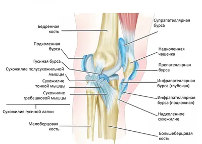 Бурсит гусиной лапки — Physiotherapist