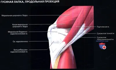 Бурсит коленного сустава – причины, симптомы, диагностика и лечение в  клинике «Будь Здоров»