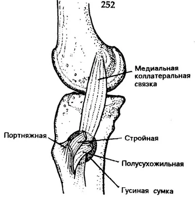 Боль в колене: самые распространенные заболевания | KENMED.ru | Дзен