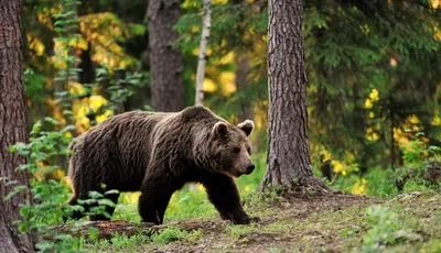 Бурый медведь: популяция и образ жизни - Инфографика ТАСС