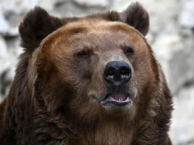 Бурый медведь — Интернет-энциклопедии Красноярского края