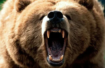 Закавказский бурый медведь — МетеоЖурнал