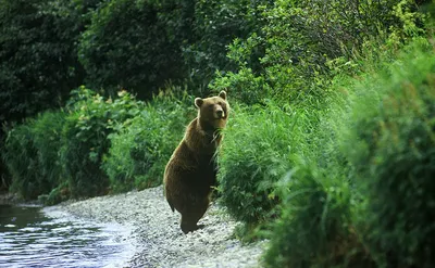 Бурый медведь, в лесу ест бруснику…» — создано в Шедевруме