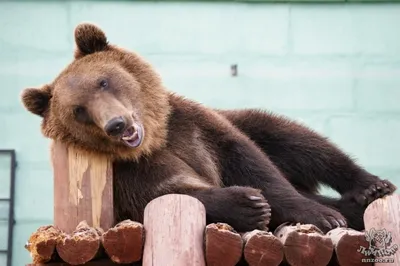 На Чукотке бурый медведь напал на морского охотника — РБК