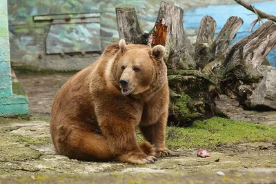В Литве снова замечен бурый медведь - Delfi RU