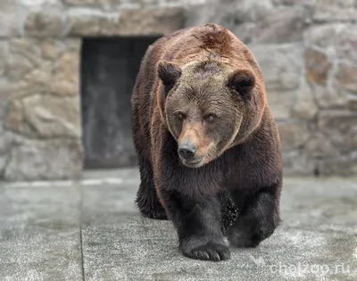 Подробно · Бурый медведь · Медвежьи · Хищные · МЛЕКОПИТАЮЩИЕ · Животные ·  Муниципальное Бюджетное Учреждение Культуры «Зоопарк» - официальный сайт