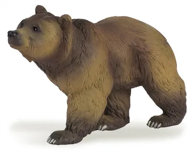 Единственный бурый медведь поселился в Арктике: События: 69-я параллель:  Lenta.ru
