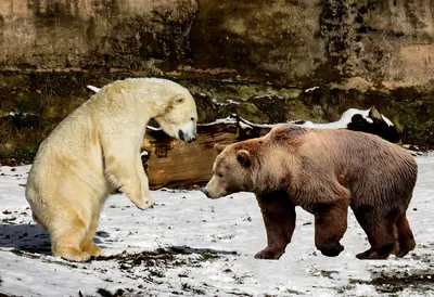 Бурый медведь (Ursus arctos) — Зоопарк «Лимпопо» г. Нижний Новгород –  Нижегородский зоопарк