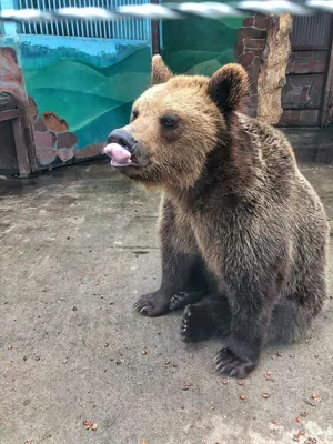 Бурый медведь – символ силы и мужества | ВКонтакте