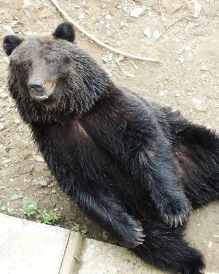 Апеннинский бурый медведь — Википедия