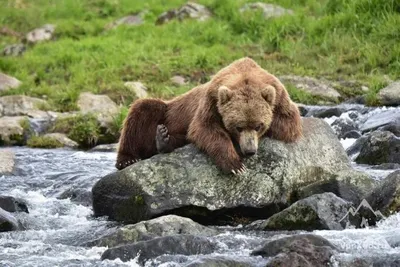 Фигурка Бурый медведь Papo 50032 — купить в фирменном магазине Papo
