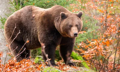 Бурый медведь - Липецкий зоопарк