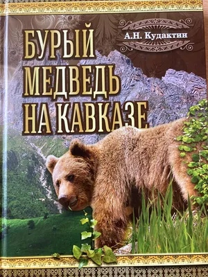 Бурый медведь стоит на фоне леса Стоковое Изображение - изображение  насчитывающей зеленый, пуща: 175308949
