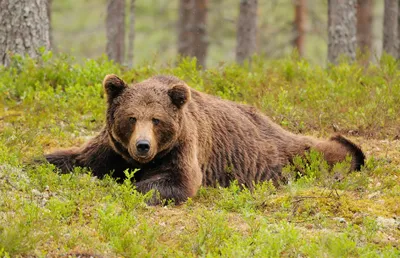 Бурый медведь оставил новые следы на владимирской земле - новости  Владимирской области