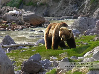 Камчатка фото: Грустный бурый медведь - Фауна полуострова Камчатка -  Петропавловск-Камчатский, Камчатка фотография