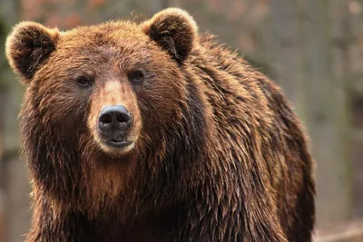 БУРЫЙ МЕДВЕДЬ – Мощный Лесной Зверь Атакующий Волков! Медведь в Деле! -  YouTube