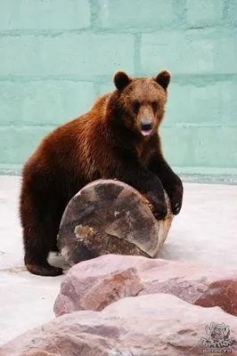 Российские ученые сообщили, что в Якутии могут появиться гибриды белых и бурых  медведей - Газета.Ru | Новости