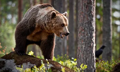 В Мытищи пришел бурый медведь - Российская газета