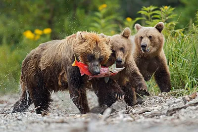 Бурый медведь. Описание, особенности, образ жизни и среда обитания бурого  медведя. | Планета земля | Дзен