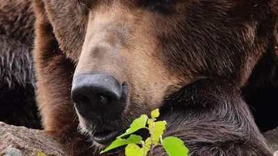 Бурый медведь: описание и интересные факты о грозном хищнике