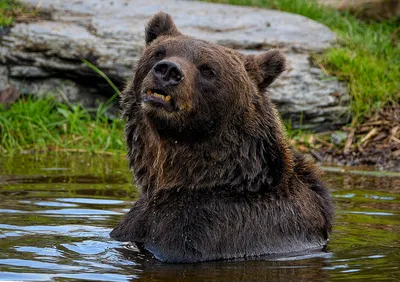 Медведь попался в фотоловушку в нацпарке Алматинской области