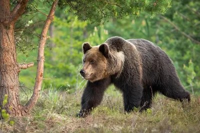 Ursus arctos / Brown bear / Бурый медведь / Brun bjørn | Flickr