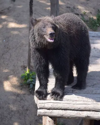 Бурый медведь | Тихий Берег