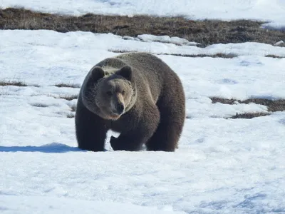 Бурый медведь замечен под Минском - 04.08.2023, Sputnik Беларусь
