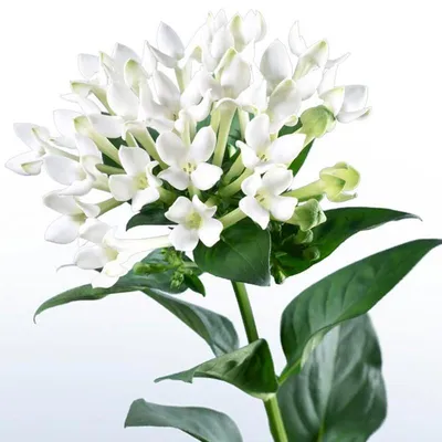 Бувардия | Wholesale flowers, Bouvardia flowers, Flowers online