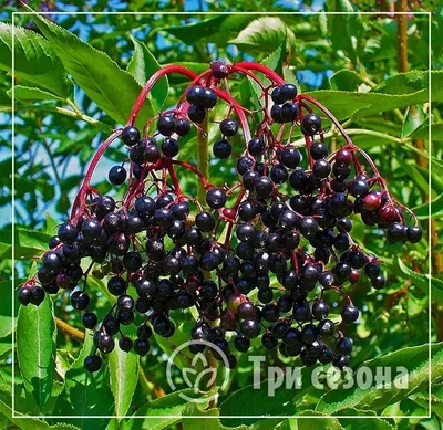 Sambucus nigra 'Black Lace', Бузина черная 'Блэк Лейс'|landshaft.info