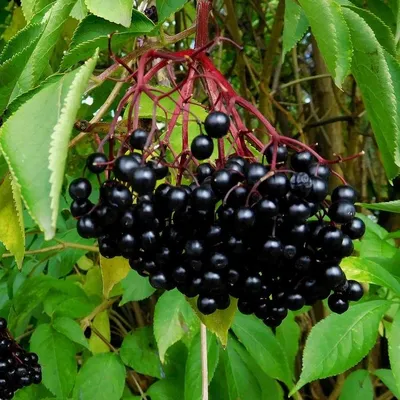 Бузина черная Sambucus nigra | Питомник Тайга