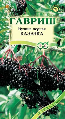 Бузина черная \"Ауреа\" ✓ купить саженцы в питомнике в Москве, Туле, Белгороде