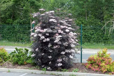 Бузина черная \"Sambucus nigra\" купить по цене цена по запросу от питомника  саженцев и растений Центросад | Фото и консультация по уходу