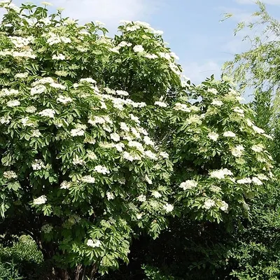 Бузина черная Аурея (Sumbucus nigra Aurea)