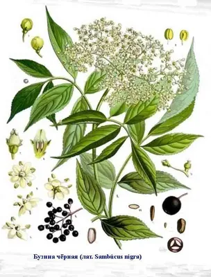 Бузина черная Sambucus nigra Madonna - Diamond Garden