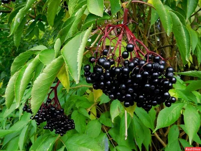 Бузина пестролистная черная | Lilac Garden