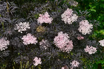 Бузина красная Плюмоза амуреа фото и описание сорта 🌱 купить бузина  красная Плюмоза амуреа почтой недорого в Аксае