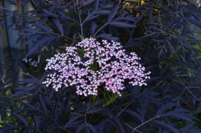 Бузина чёрная Мадонна (Sambucus nigra Madonna): использование в ландшафтном  дизайне, описание и фото, посадка и уход, зимостойкость растения