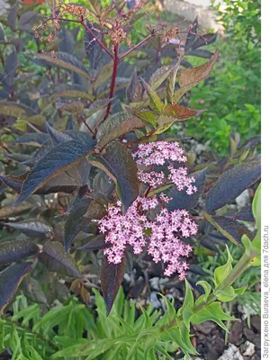 Вейгела пестролистная (Weigela variegata) купить по цене в Москве в садовом  центре Южный