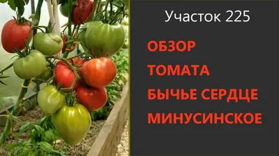 Томат Бычье сердце розовое 20шт, семена | Купить в интернет магазине Аэлита