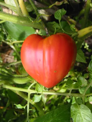 Бычье сердце (томат) — Википедия