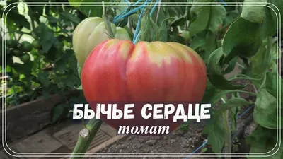 Томат Бычье сердце - описание сорта, фото, урожайность, выращивание, как  ухаживать