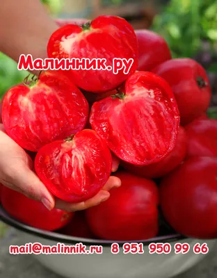 Семена томатов \"Бычье сердце желтое\", производитель Semena - «Вкусные,  сахарные томаты.» | отзывы