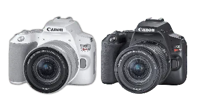 Canon EOS 77D. Неделя с экспертом