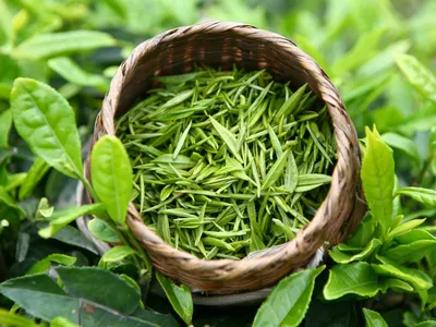 Травяной чай / Здоровье / для похудения / для здоровья / очищение шлаков /  уменьшение веса / Иммунитет - купить с доставкой по выгодным ценам в  интернет-магазине OZON (639986258)