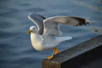 Чудесная птица - чайка...A wonderful bird - a seagull... | Flickr