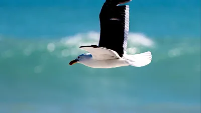 Птица чайка летит в голубом небе Stock-Foto | Adobe Stock