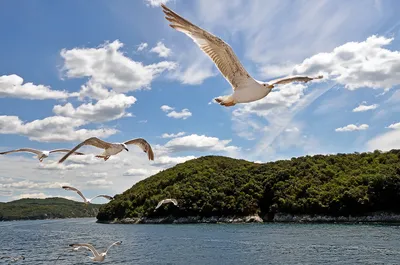 Фотообои Чайка над водой на заказ любой размер, код:2597 | ЭкоПринт