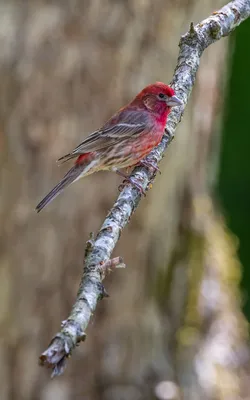 Красная птица | Пикабу