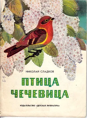 Среднеазиатская большая чечевица (Carpodacus rubicilla severtzovi). Птицы  Казахстана.